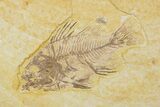 Juvenile Fossil Fish (Cockerellites) - Wyoming #373908-1